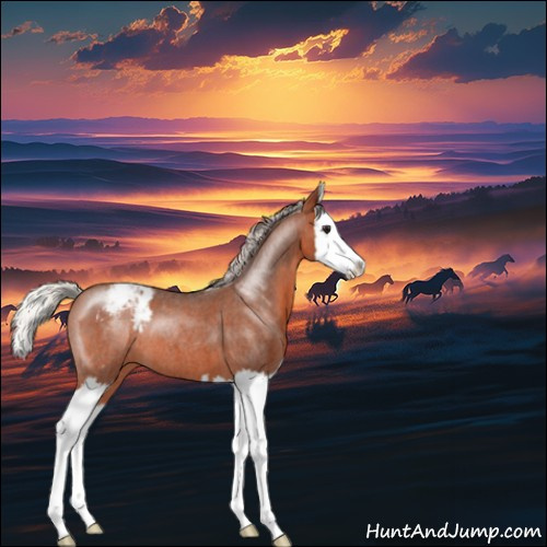 Horse Color:Silver Brown Roan Splash Appaloosa 