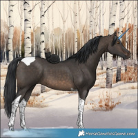 Horse Color:Brown Dun Tobiano 