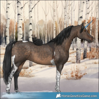 Horse Color:Brown Dun Tobiano 