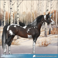 Horse Color:White Spotted Brown Splash Tobiano