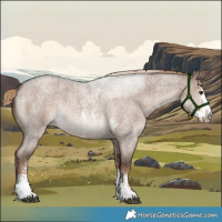 Horse Color:Liver Red Dun Roan Sabino Rabicano 