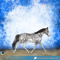 Horse Color:Buckskin Mushroom Sabino Rabicano