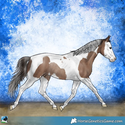 Horse Color:Classic Champagne Splash Tobiano Rabicano 