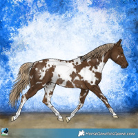 Horse Color:White Spotted Chocolate Palomino Rabicano 