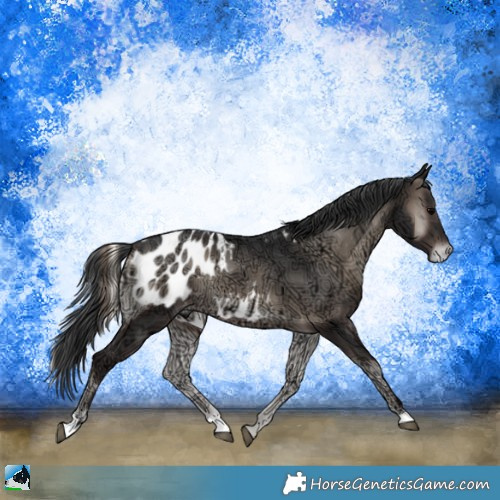 Horse Color:Blue Onyx Ice Appaloosa Rabicano 