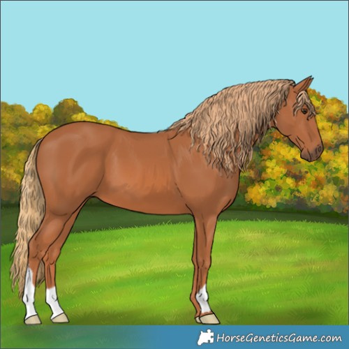 Horse Color:Chestnut 