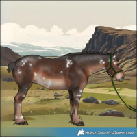 Horse Color:White Spotted Liver Chestnut Rabicano 