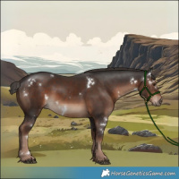 Horse Color:White Spotted Liver Chestnut Rabicano 
