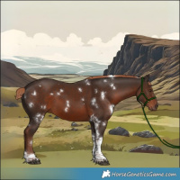 Horse Color:White Spotted Liver Chestnut Tobiano 