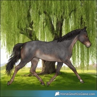 Horse Color:Liver Red Roan Rabicano 