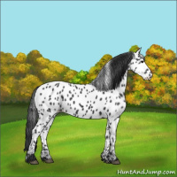 Horse Color:Black Appaloosa 