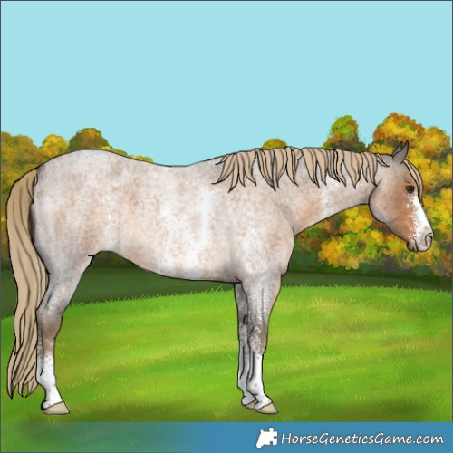 Horse Color:Chocolate Palomino Roan Sabino 