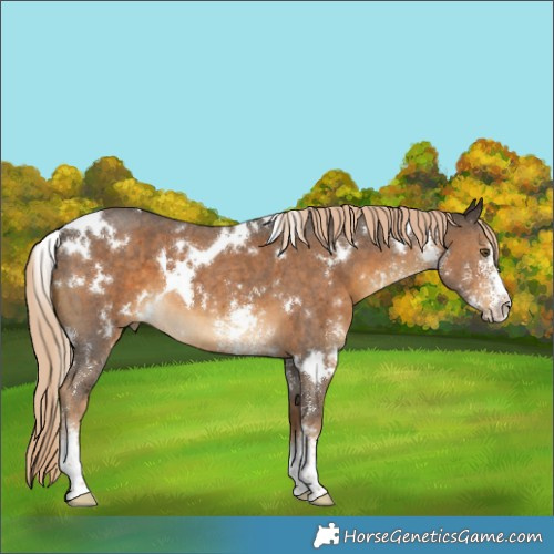 Horse Color:White Spotted Chocolate Palomino Sabino 