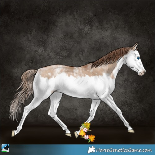 Horse Color:White Spotted Grullo Pearl Splash