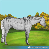 Horse Color:Silver Grullo Chinchilla Tobiano Brindle 