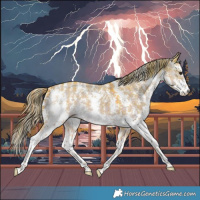 Horse Color:Watercolor Plaid  Liver Red Dun Sabino 