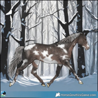 Horse Color:Platinum White Spotted Liver Chestnut Frame Rabicano 