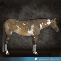 Horse Color:White Spotted Buckskin Dun Tobiano