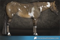 Horse Color:White Spotted Buckskin Dun Tobiano 