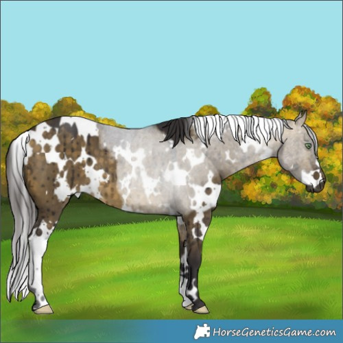 Horse Color:White Spotted Buckskin Dun Brindle 