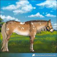 Horse Color:White Spotted Chocolate Palomino Dun Rabicano 