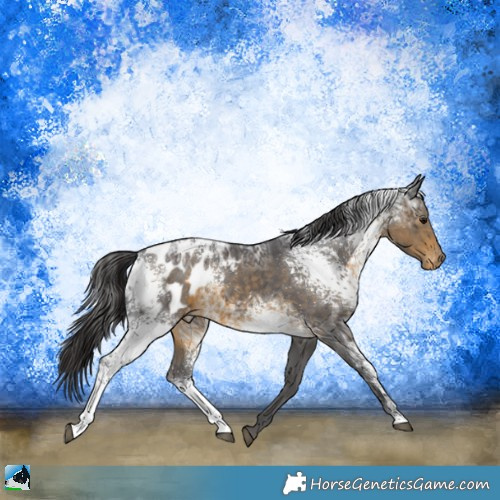 Horse Color:White Spotted Buckskin Ice Sabino Appaloosa Rabicano 