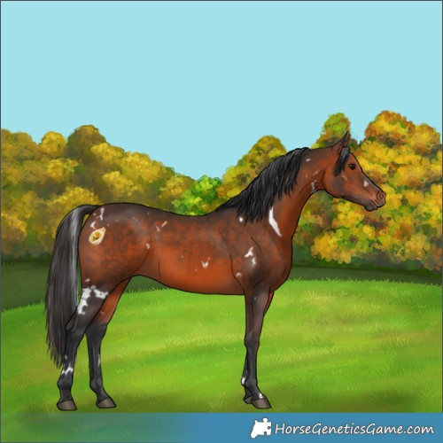 Horse Color:White Spotted Brown