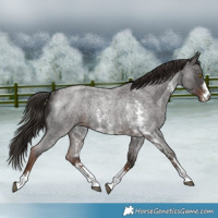 Horse Color:Liver Red Roan Sabino Rabicano
