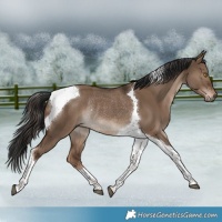 Horse Color:Liver Red Dun Tobiano Rabicano 
