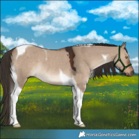 Horse Color:Liver Red Dun Tobiano Rabicano 