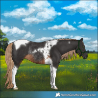 Horse Color:Gray Chocolate Palomino Tobiano Rabicano