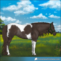 Horse Color:Liver Chestnut Tobiano Rabicano 