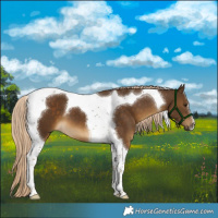 Horse Color:Chocolate Palomino Tobiano 