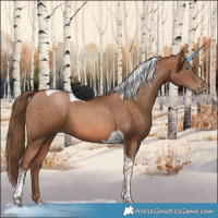 Horse Color:Brown Pearl Tobiano