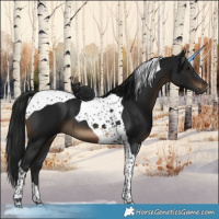 Horse Color:Gray Brown Tobiano 