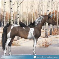 Horse Color:Brown Dun Tobiano