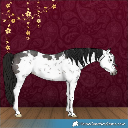 Horse Color:Gray Bay Sabino