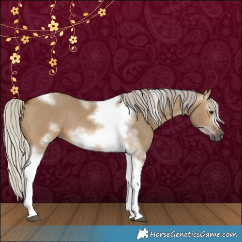 Horse Color:Gray Silver Brown Dun Tobiano Frame Rabicano