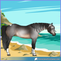 Horse Color:Gray Brown Tobiano Rabicano 
