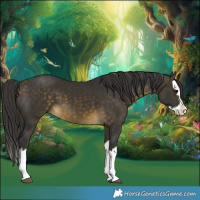 Horse Color:Buckskin Splash 