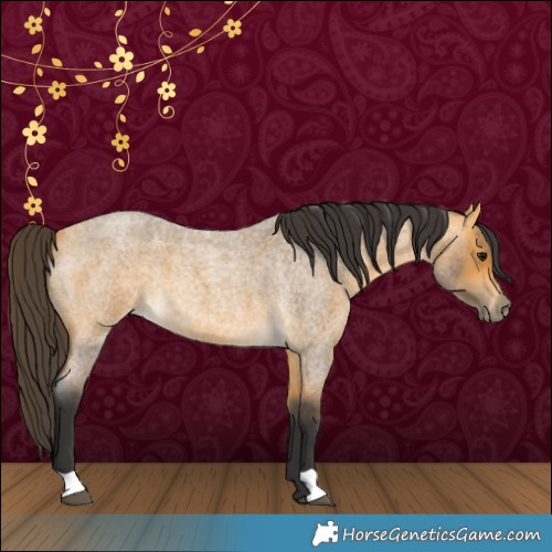 Horse Color:Buckskin Roan
