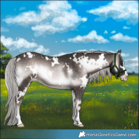 Horse Color:Platinum White Spotted Chocolate Palomino Onyx Sabino 