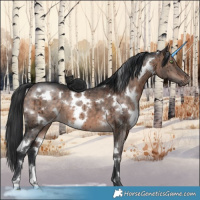 Horse Color:White Spotted Brown Dun Mushroom Brindle 