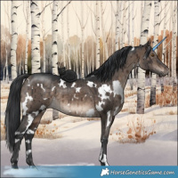 Horse Color:White Spotted Brown Dun Mushroom Brindle 