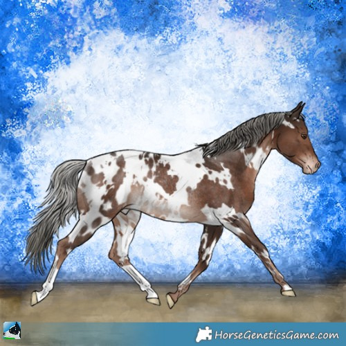 Horse Color:White Spotted Liver Chestnut Mushroom Appaloosa Rabicano 