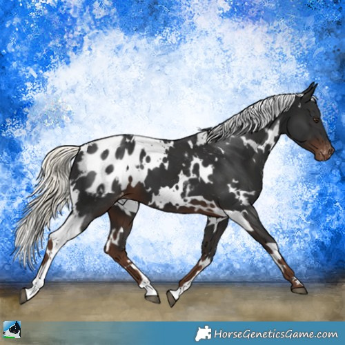 Horse Color:White Spotted Liver Chestnut Mushroom Appaloosa 