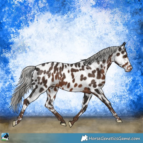 Horse Color:Liver Chestnut Mushroom Appaloosa 