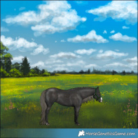 Horse Color:Liver Chestnut Mushroom Sabino 