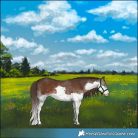 Horse Color:White Spotted Liver Chestnut Splash Rabicano 