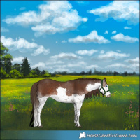 Horse Color:White Spotted Liver Chestnut Splash Rabicano 